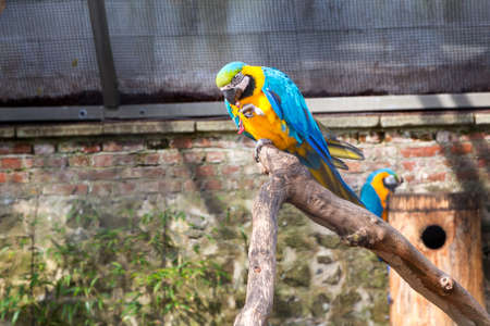 Blue-and-yellow macaw sitting on a branch