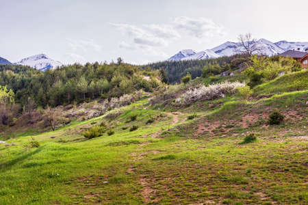 Green spring meadow and Pirin peaks, Bulgariaの写真素材