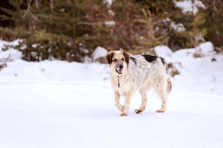 Dog portrait, winter forest backgroundの写真素材