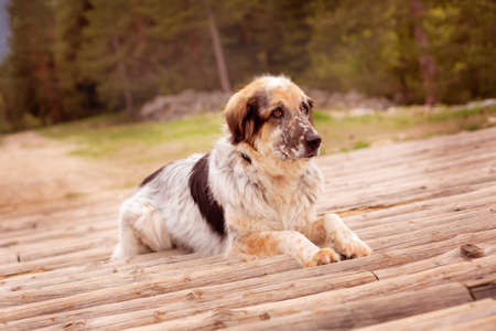 Big dog lying outdoors on the wooden bridge logs