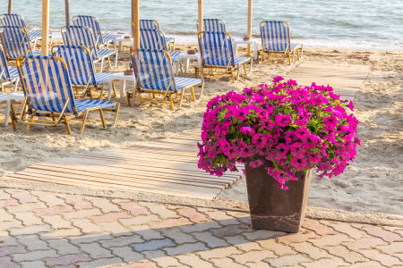 Sandy beach with umbrellas and sunbeds by the sea and flowers.の写真素材