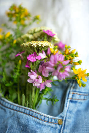 Beautiful tender flowers in front pocket of jeans outdoors, close-up, summer love romantic conceptの写真素材