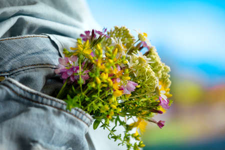 Beautiful tender flowers in front pocket of jeans outdoors, close-up, summer love romantic conceptの写真素材