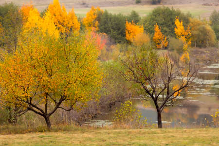 Golden magic autumn forest with colorful treesの写真素材