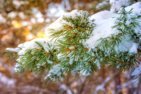 Christmas winter fir tree snow branch background