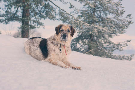 Big dog lying portrait, snow winter forest pine trees
