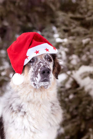Cute dog in santa hat with adorable eyes outdoors. Merry Christmas concept. Atmospheric image. Season's greetings.の写真素材