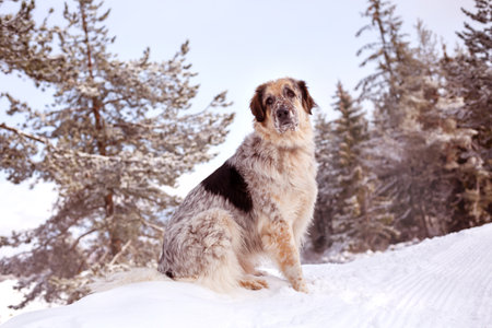 Dog portrait, snow winter forest pine trees and blue sky, copy space