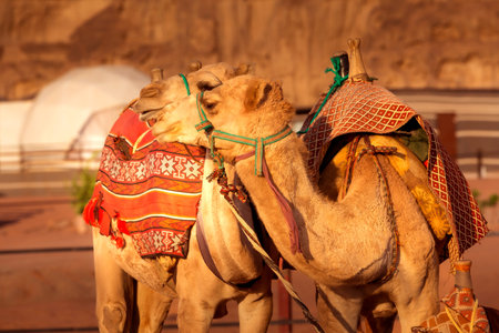 Two camels in Wadi Rum desert in Jordan, profile portraitの写真素材