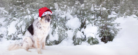 Big dog in santa hat sitting near snow fir tree