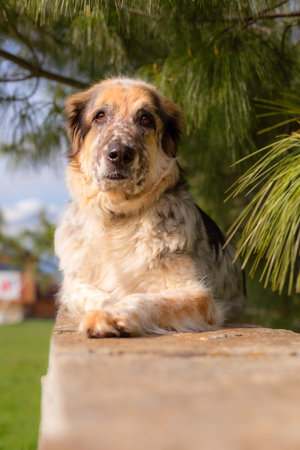 Big fluffy mixed breed dog lying down