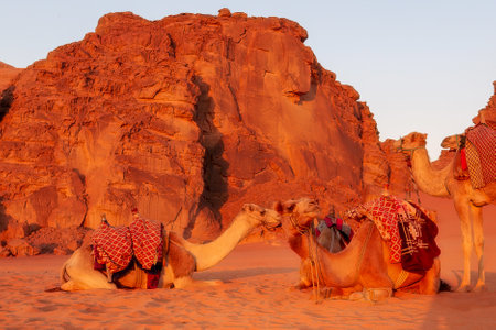 Wadi Rum, Jordan, Camels lying down in the desert sand, rocks behind at sunsetの写真素材