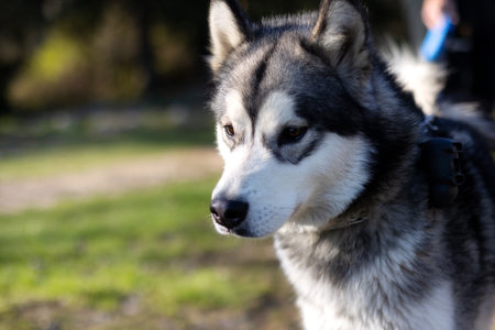 Siberian Husky portrait close-up, summer parkの写真素材