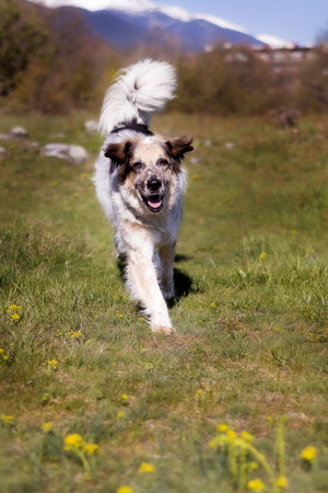 Happy big dog running in the park, springtime