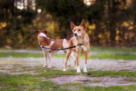 red-haired mongrel small dogs on one leashの写真素材