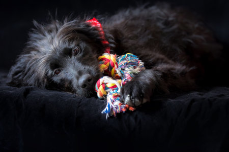 Black dog puppy portrait with knot rope bone toy