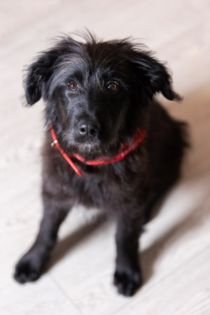 Black dog puppy with red collar sitting on the floor at home, looking at camera, close-up portraitの写真素材