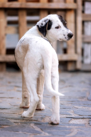 White and black Dog puppy with sad eyes in the shelter, waiting for adoption, close-up portraitの写真素材