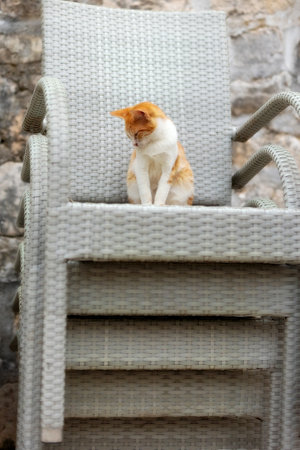 Small ginger red stray cat sitting on the stack of chairs in Kotor, Montenegro old town - city of catsの写真素材