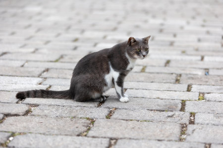 Cute stray cat sitting on a sidewalk in the Old Town of Kotor, Montenegro, Europeの写真素材