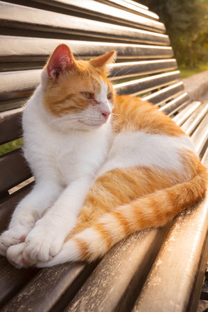 Cute red ginger stray cat relaxing on a bench in the Old Town of Kotor, Montenegro, Europeの写真素材
