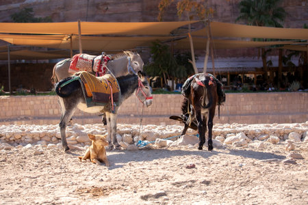 Sad donkeys and a dog in Petra ancient cave city, Jordanの写真素材
