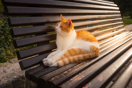 Cute red ginger stray cat relaxing on a bench in the Old Town of Kotor, Montenegro, Europeの写真素材