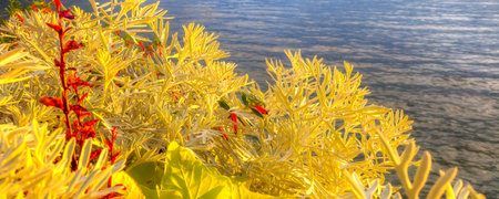 Panoramic banner view of colorful yellow plants, Lake Geneva, Switzerland from Montreux promenadeの写真素材