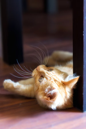 Portrait of lying ginger cat kitten looking up, indoorsの写真素材
