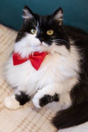 Cute black and white fluffy cat with red bow on the sofa, paw upの写真素材