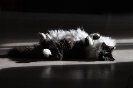 Fluffy black and white cat lying on the floor and basking in the sunの写真素材