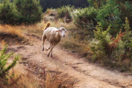 Sheep full of sticky buds running down the hill in the forest