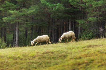 Sheeps in a meadow on green grass, flock grazing in a hill near forestの写真素材