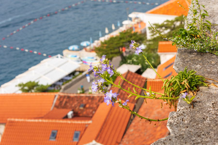 Flowers and defocused houses of Perast, Montenegro ancient town, promenade, sea, high angle panoramaの写真素材