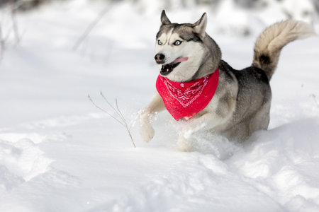 Happy Siberian Husky dog running in snow