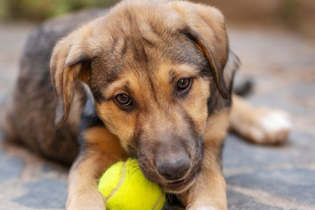 Rescue Adoption Dog with Sad Look and tennis ball