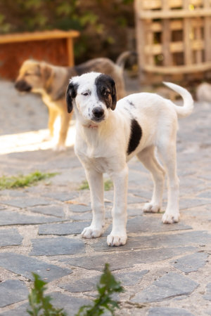 Dog puppy with sad eyes in shelter, portrait