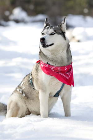 Purebred Husky dog portrait with red scarf, sitting in snow smiling