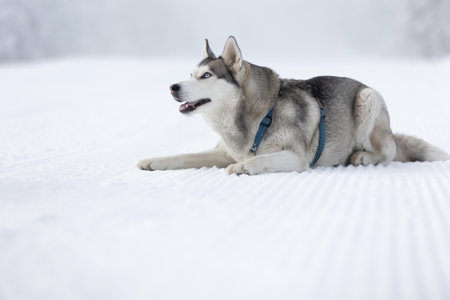Purebred Husky dog portrait, lying down in snow and smiling