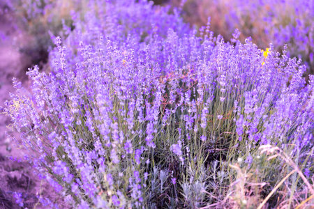 Violet purple lavender field close-up. Flowers selective focus, blur background