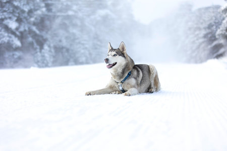 Purebred Husky dog portrait, lying down in snow and smilingの写真素材