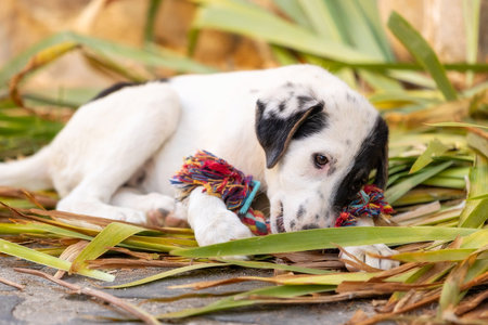 White and black Dog puppy in the shelter, playing with toy, close-up portrait
