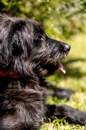 Black dog cross breed puppy looking at camera, close-up profile portraitの写真素材
