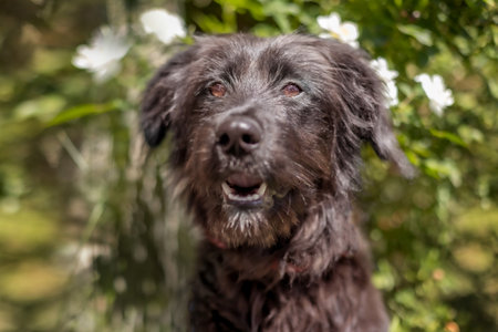 Black dog puppy sitting down near flowers, walk outdoors fun