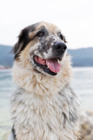 Furry white, black and brown dog and sea, pet travel background