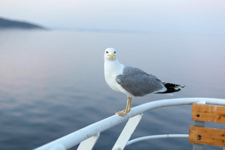 Large seagull on sunset sky background, close-up portraitの写真素材