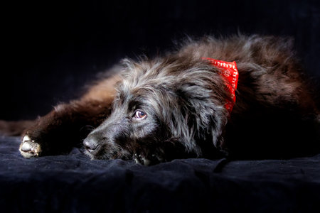Black dog puppy in red scarf lying down. Close up, copy spaceの写真素材