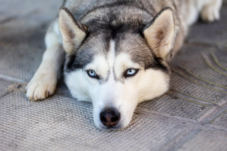 Purebred Siberian Husky dog lying down head portrait, close-upの写真素材