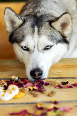 Purebred Siberian Husky dog portrait, close-up. Sniffing the tableの写真素材