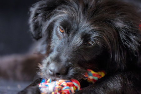 Black dog puppy lying down and chewing knot rope bone toy, portrait on black backgroundの写真素材